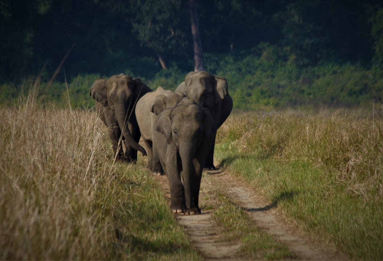 Departure from Jim Corbett